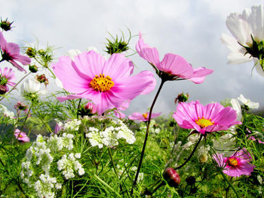 Blommor